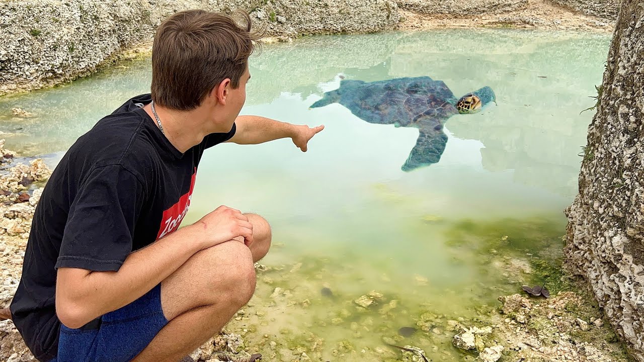 SNAPPING TURTLE FOUND DUMPED IN CONSTRUCTION SITE POND !