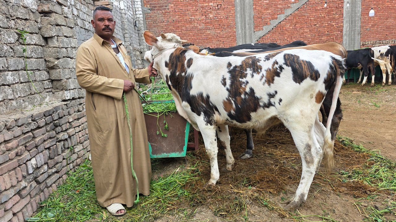 عجول العيد بفضل الله معانا النهارده اقوي تشكيلة عجول بيور اصلي وخليط عالي انية سلالات عالية