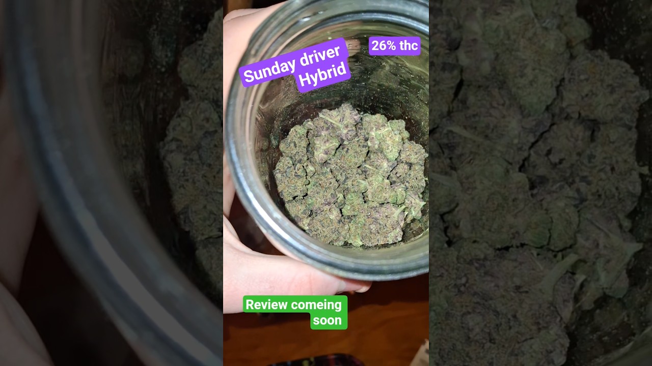 Sunday Driver Strain Review #trending #reccomended #review #cannabiseducation #morganwallen