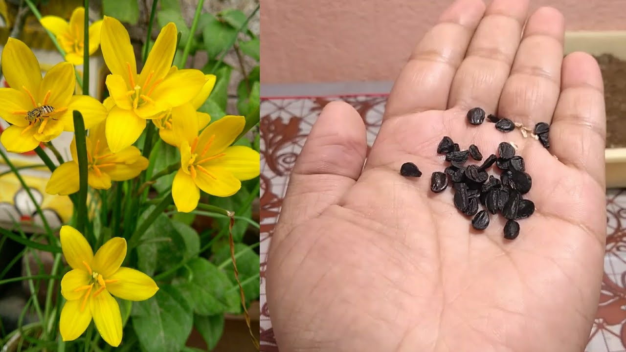 How To Grow Rain Lily From Seeds || Zephyranthes Lily From Seeds