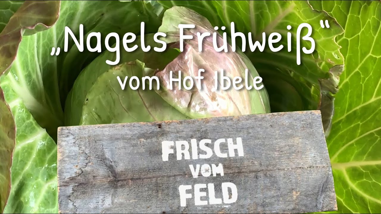 Frisch vom Feld: Wei&szlig;kohl &bdquo;Nagels Fr&uuml;hwei&szlig;&ldquo; vom Hof Ibele