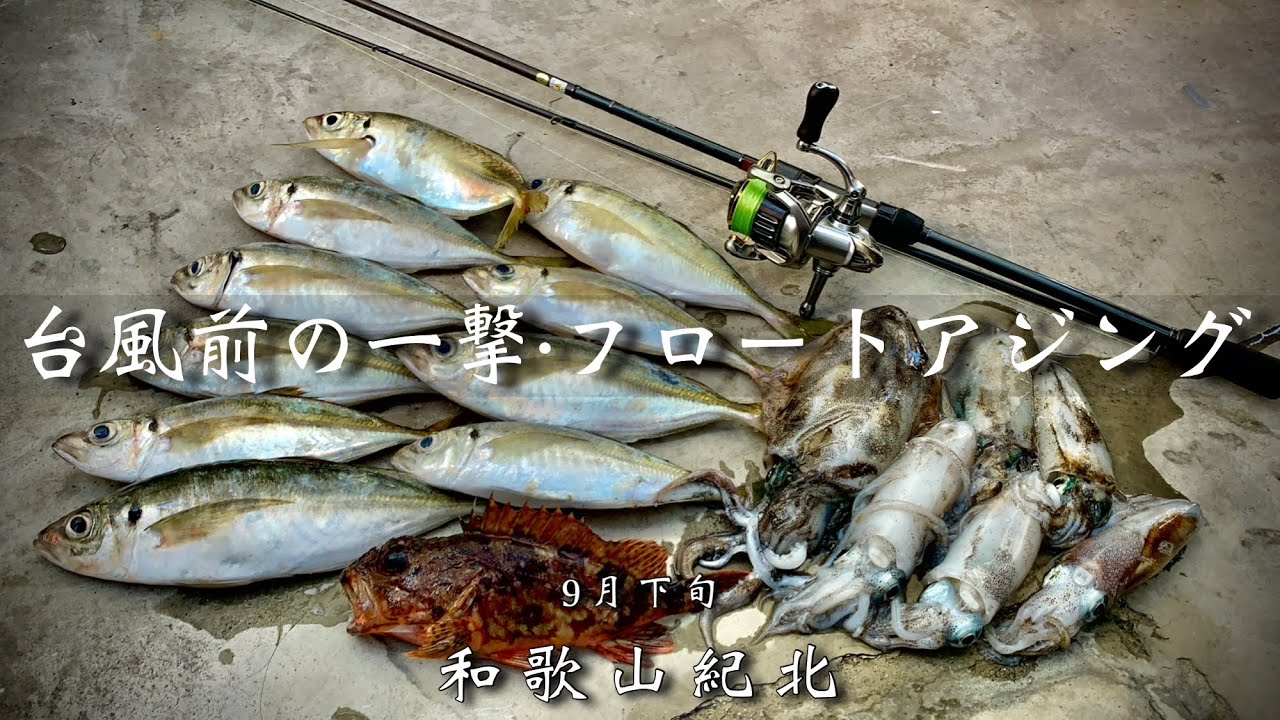 【良型アジ】フロートで数釣りアジング！