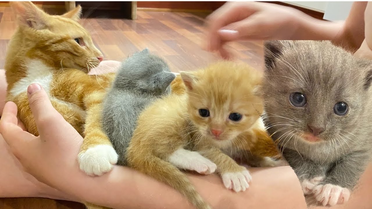 Bigger cats reactions to the new kittens.. That comes into the house.