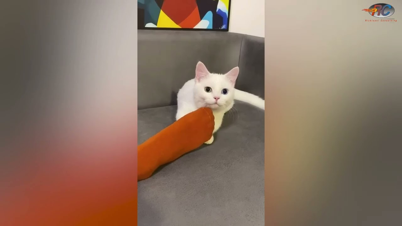 Lustig - katzen bekommen das w&uuml;rgen