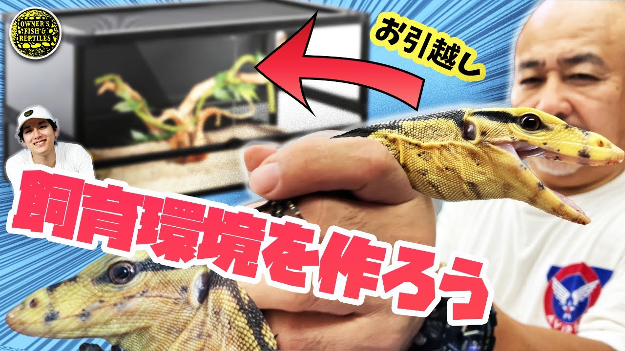 【飼育環境】カミンギーモニターの飼育環境作ってみた【ミズオオトカゲ】