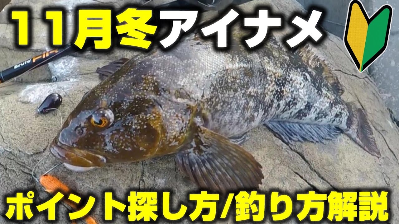 【冬アイナメ釣りたい方】スポーニングアイナメはどこで釣れる？冬アイナメ初期のポイント・釣り方解説 in岩手エリアロックフィッシュ