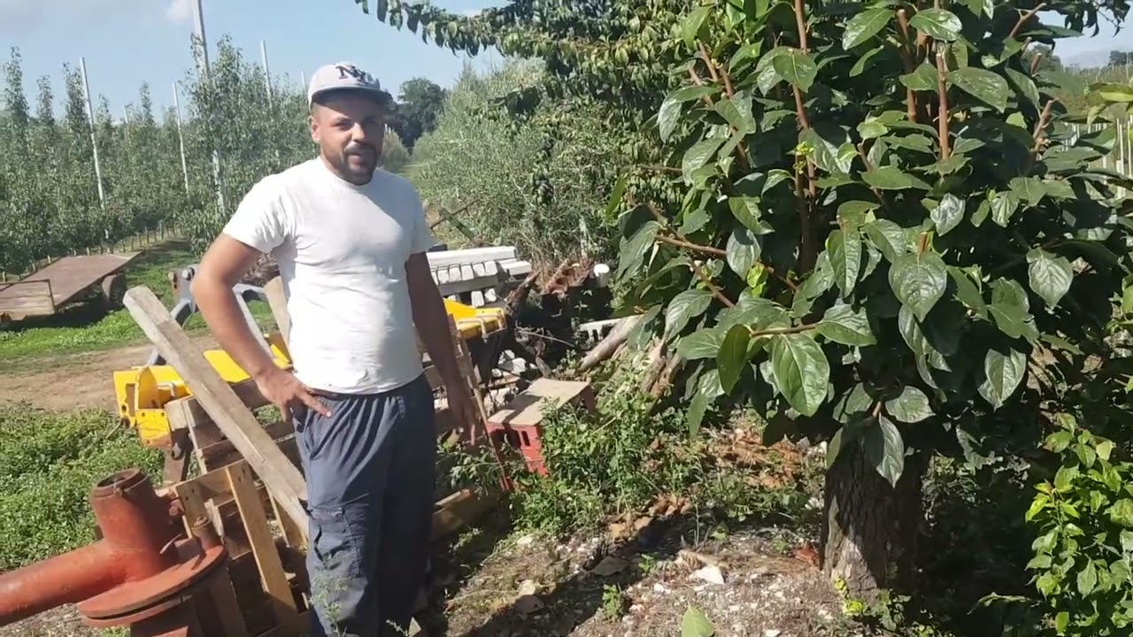 POTATURA  DI RIFORMA: ESPERIENZA SU PIANTA QUASI CENTENARIA