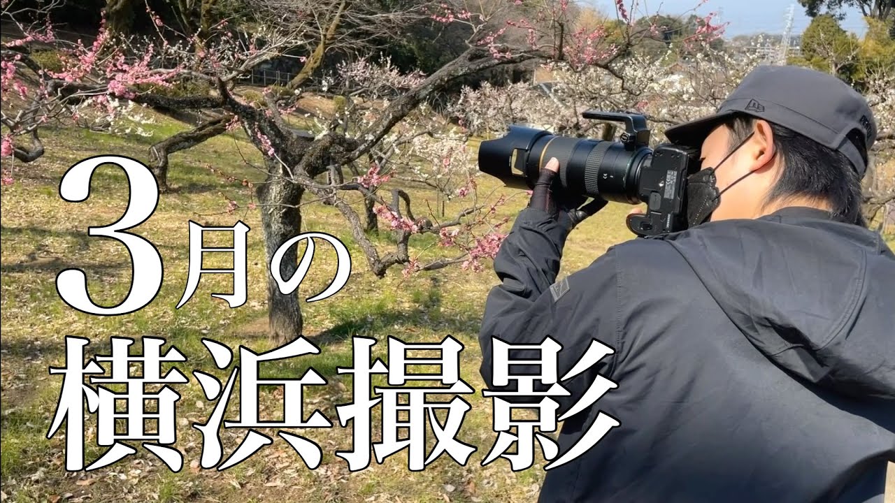 【３月の横浜撮影】大倉山梅園、三溪園、横浜西口、本牧山頂公園(写真家 Takumichi Seo)