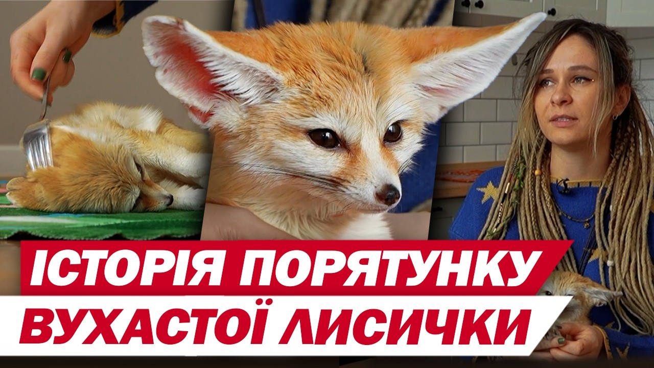 Вухаста і весела! Історія порятунку лисички Нори та як 