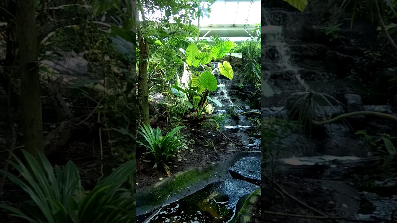 Tropical Realm in Chester Zoo