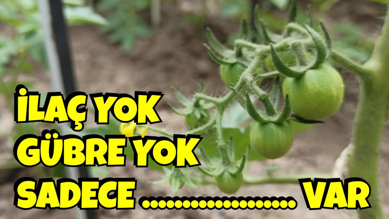 Doğal Yöntemlerle Domates Verimini İki Kat Artırın