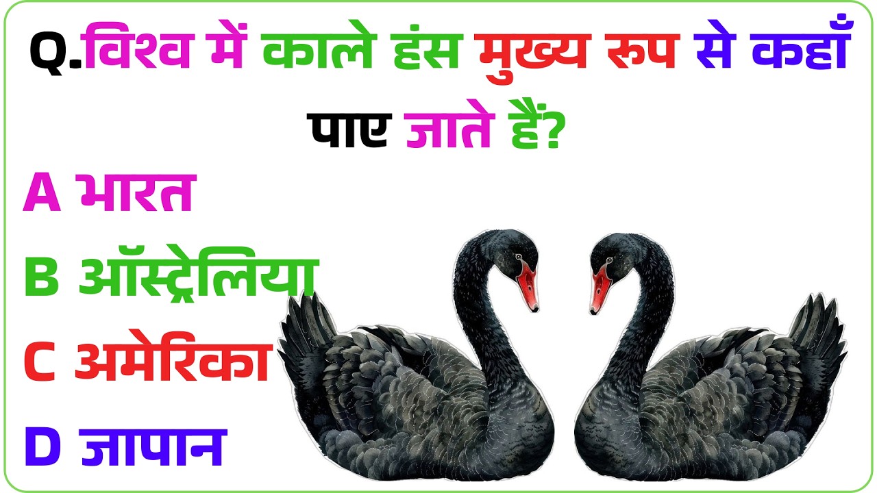विश्व में काले हंस मुख्य रूप से कहाँ पाए जाते हैंGK Question | GK In Hindi | GK Question and Answer