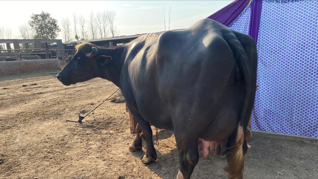 World Champion Uswa Sohni Buffalo Live milking | PDFA Live milk competition 2023