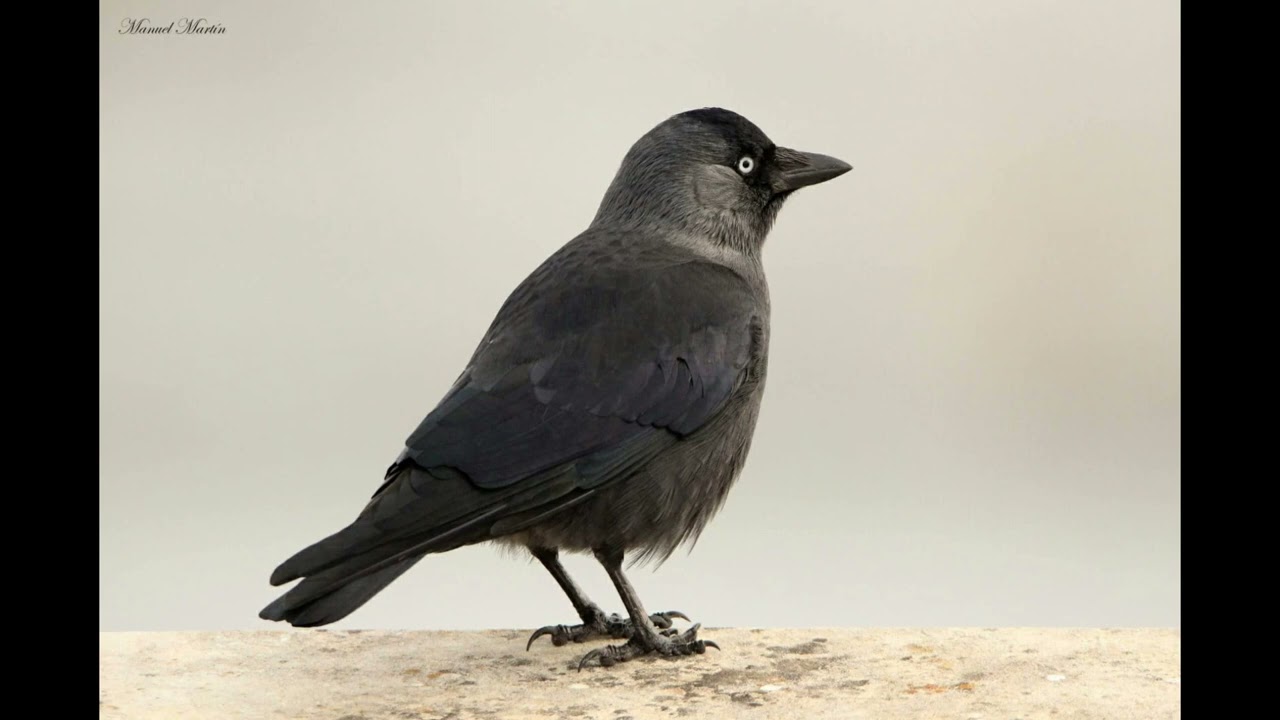 Grajilla occidental