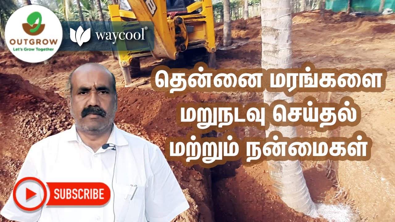 விவசாய வீடியோக்கள் | தென்னை மரத்தை மீண்டும் நடவு செய்வது எப்படி? - அவுட்குரோ | #agriculturevideos