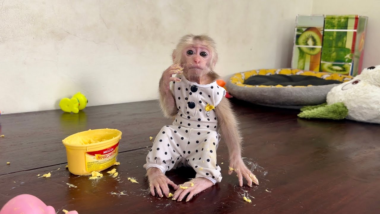 Naughty monkey Abi and mother's reaction