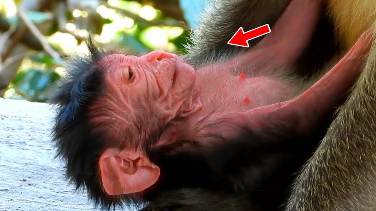 Trillion Pity And Lovely Newborn Monkey Wildlife,Strara Mom She After Give Birth New Baby Very Tired