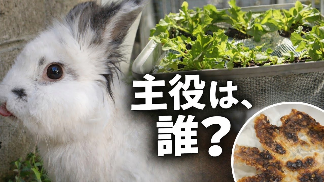 うさぎのための家庭菜園。母の休日。