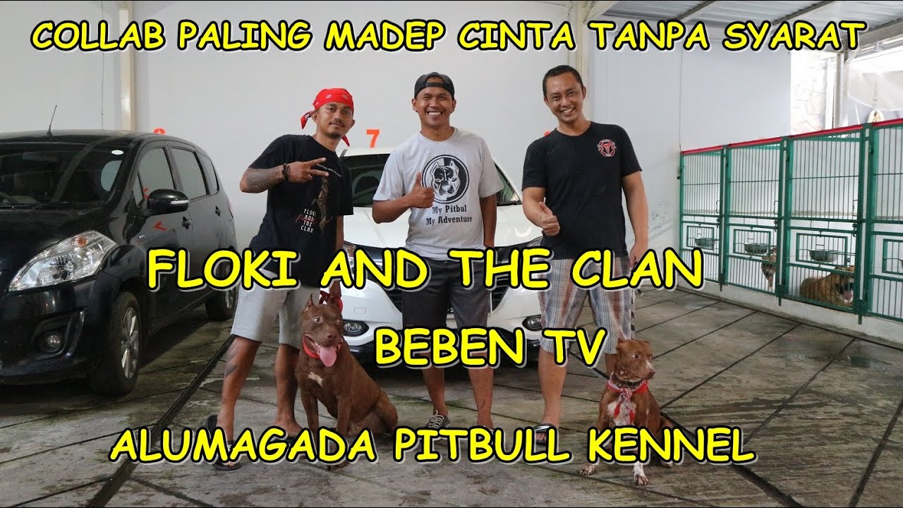 GREBEG KENNEL PITBULL SUPER BIG SIZE BARENG FLOKI AND THE CLAN