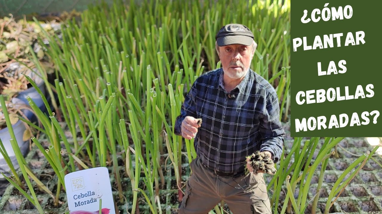 Cómo plantar cebollas moradas paso a paso