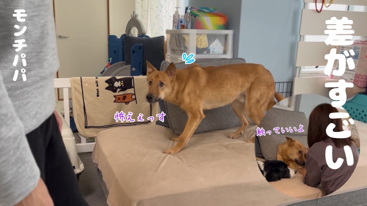パパとママで明らかに態度が違う元野犬のコロ