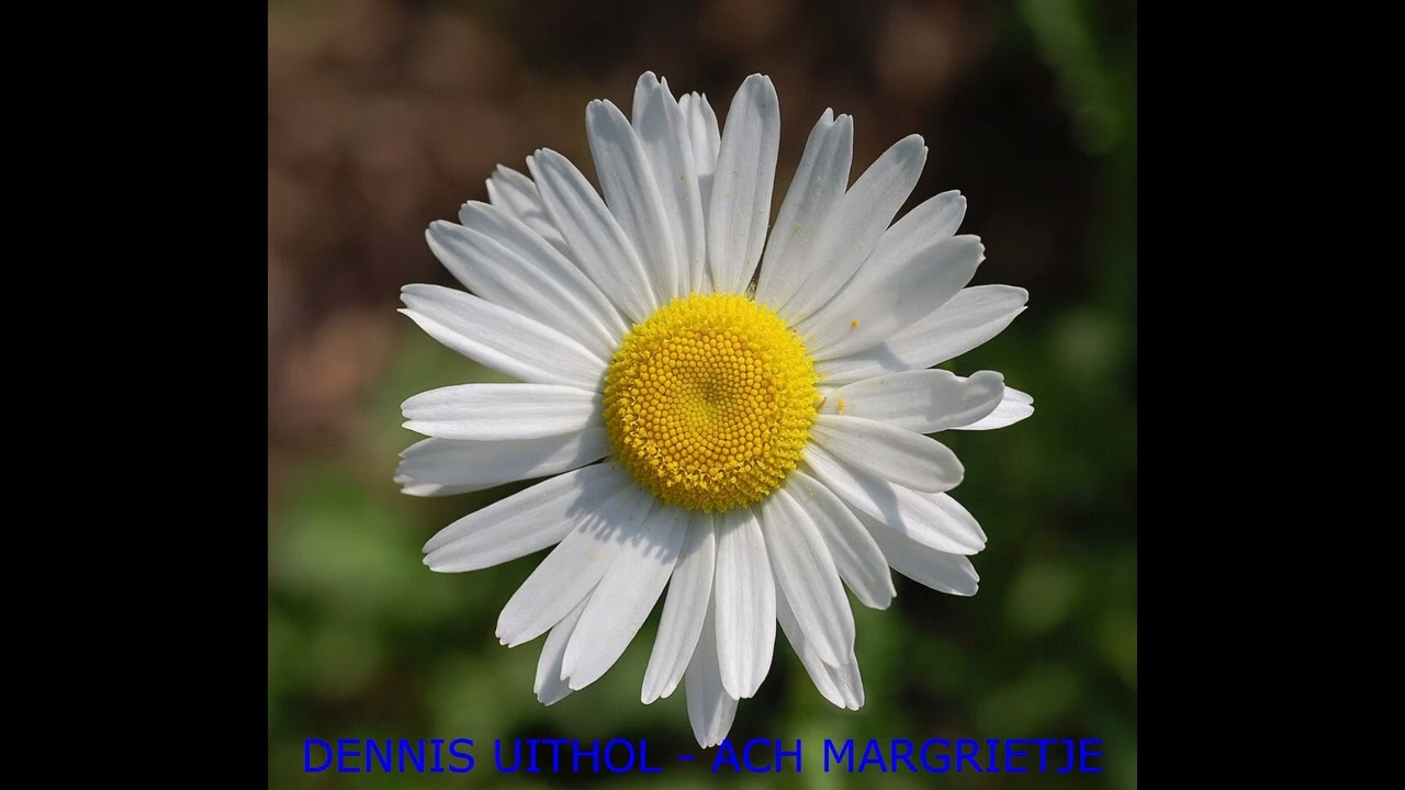 Dennis Uithol sings 