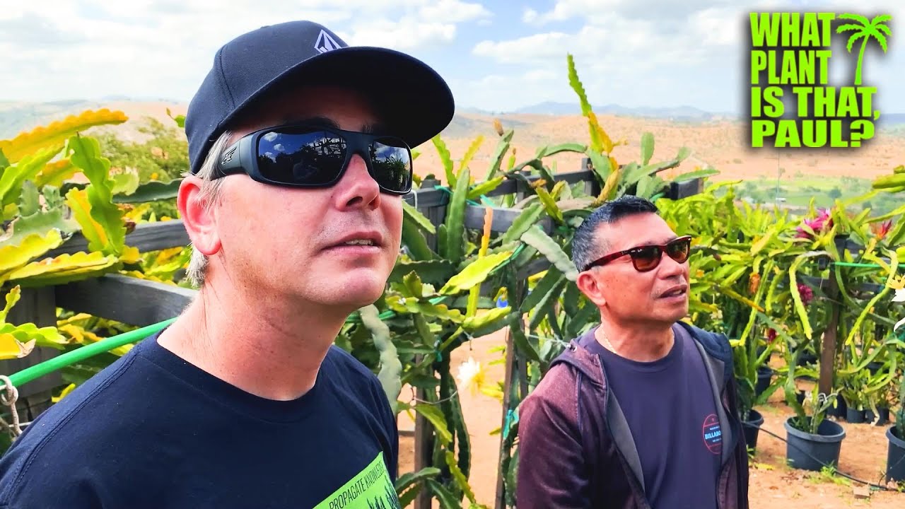 AMAZING DRAGON FRUIT FARM TOUR with the Owner of Oceanside Dragon Fruit Leonardo Aguila