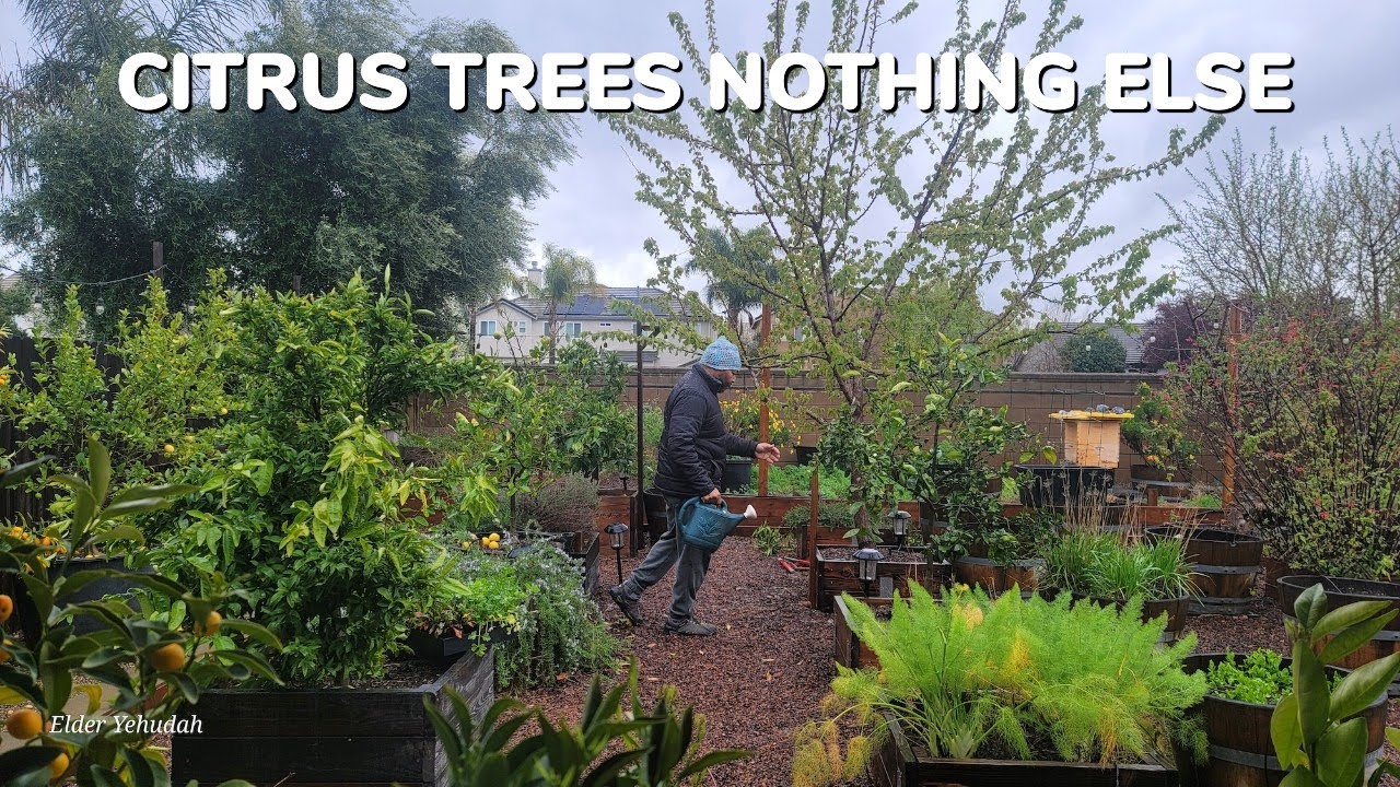 The Secret To Watering Your Citrus Trees | Inside secrets Please Watch!!
