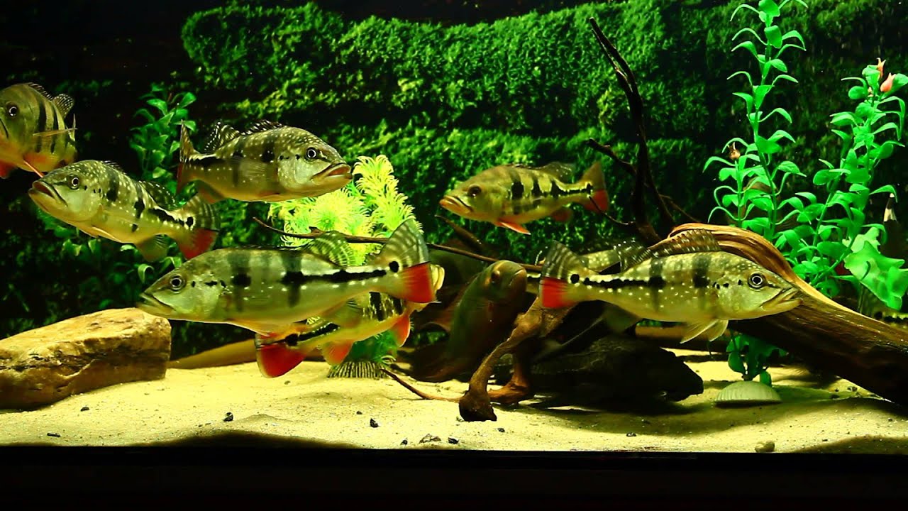 Cichla piquiti (azul) & cichla ocellaris 