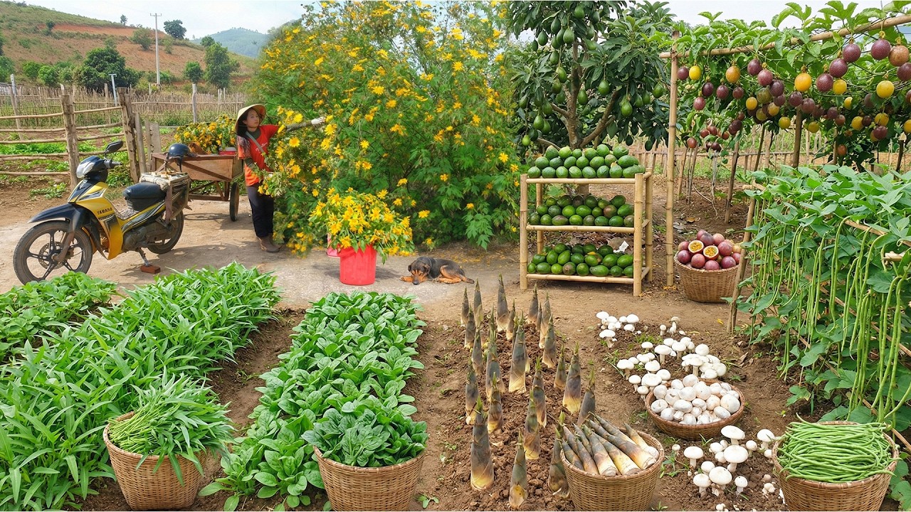 Harvest: Mexican Sunflower, Water Spinach, Bamboo Shoots, Avocado To Sell At The Market - Farm Life