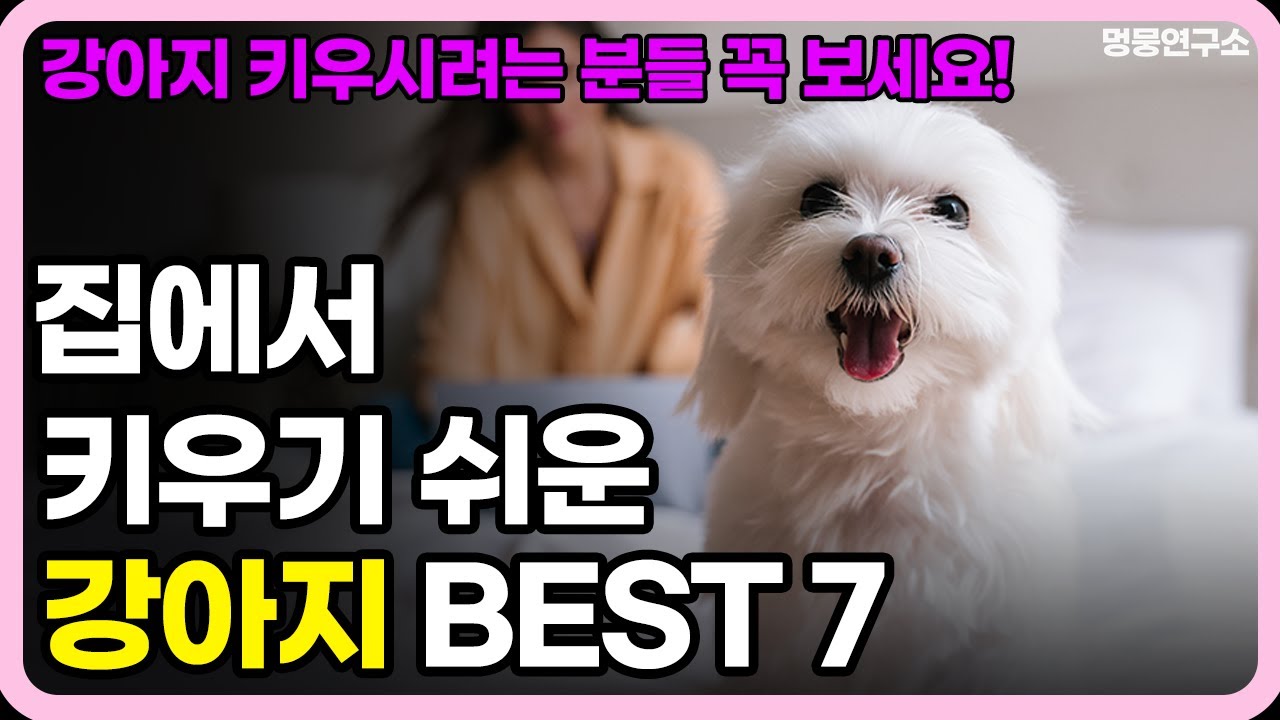 집에서 키우기 쉬운 강아지 BEST 7
