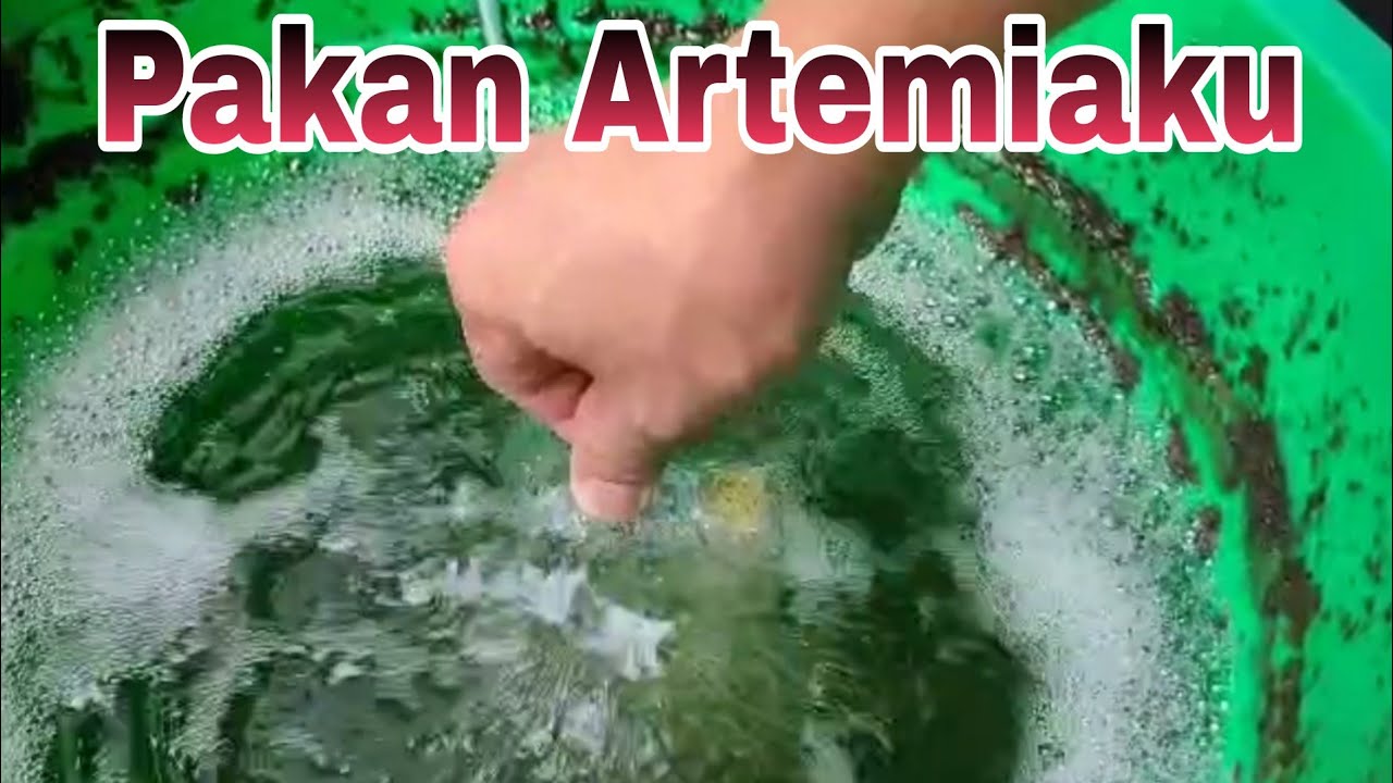 Pakan Artemia / sea monkey