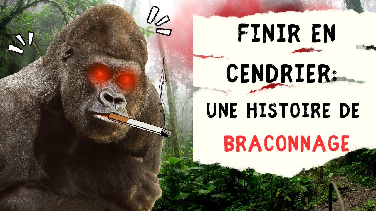 Le braconnage de gorilles au Rwanda, une leçon d'histoire