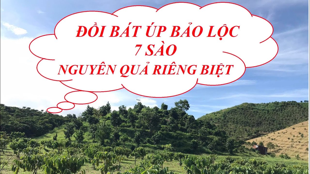 Đồi Bát Úp BẢO LỘC, nguyên quả riêng biệt.