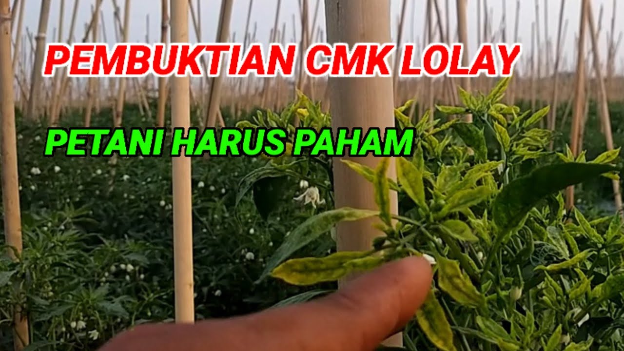 PEMBUKTIAN CMK LOLAY DI LAHAN BKR PERTANIAN,katanya tahan virus