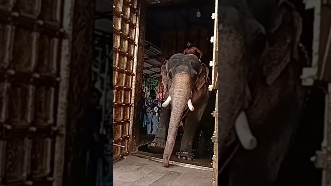 venkateswara #anapremi #anapremikal #elephant #walkwithvaishna #venkateswara #telugu #ttd #svbc