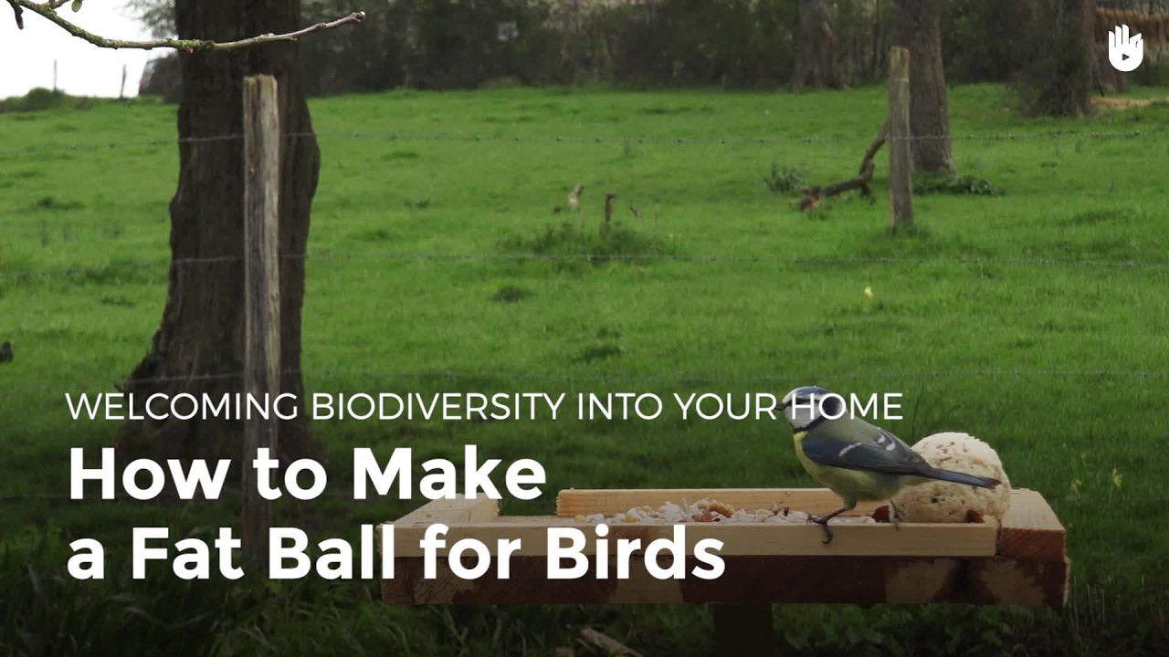 How to Make a Fat Ball for Birds | Biodiversity