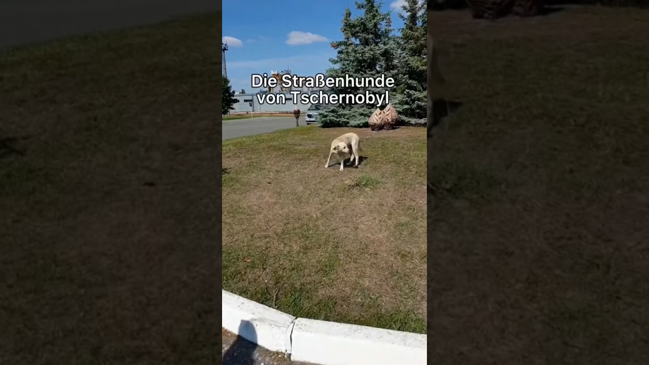 Das krasseste was ich in Chernobyl erlebt habe #Hund #abenteuer