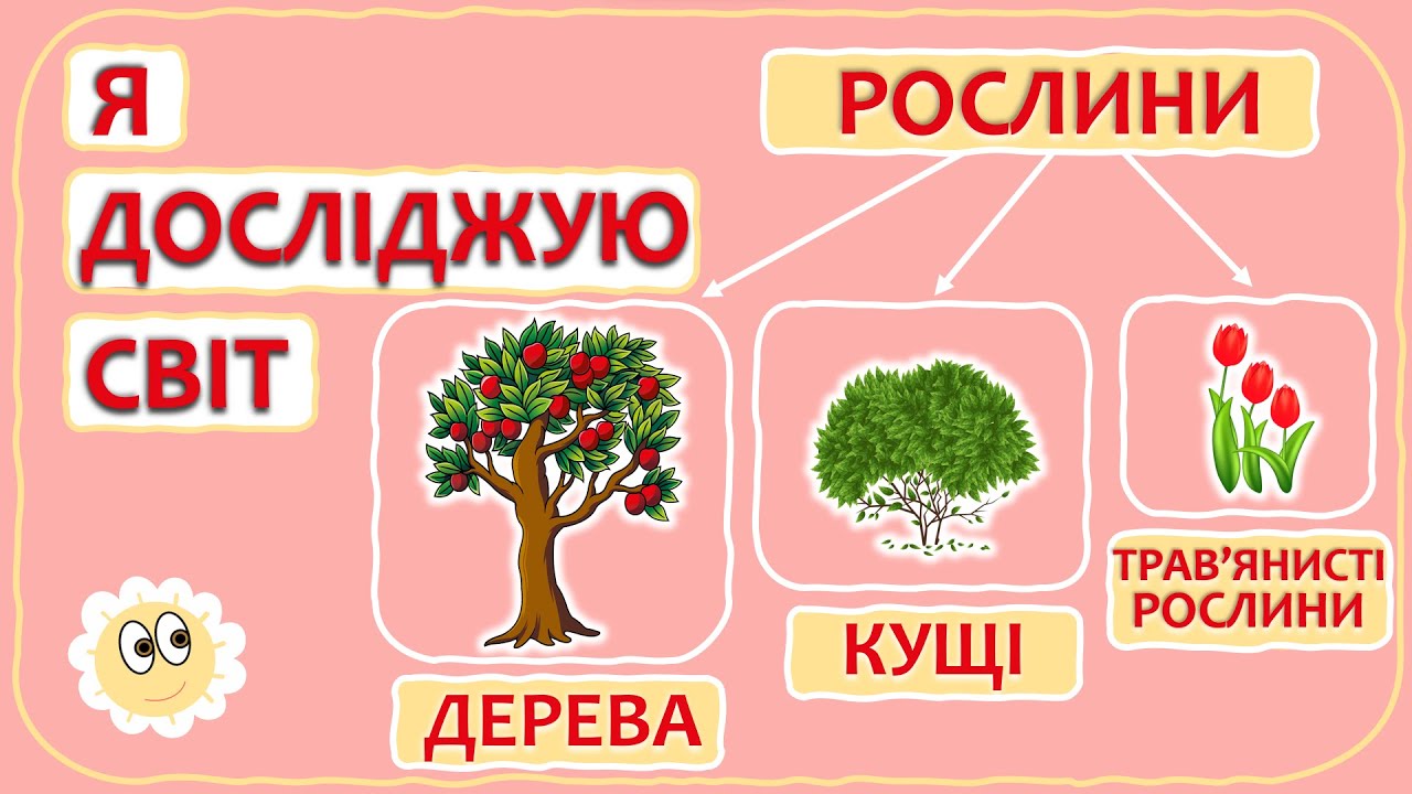 Дерева, кущі та трав'янисті рослини | Я досліджую світ