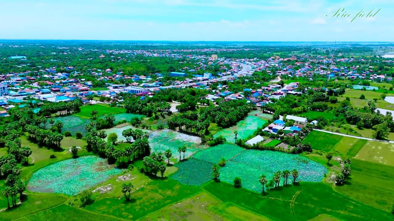 Relaxing Rice field នឹកភូមិ 7NG | The aerial view of the rice fields is truly unprecedented.Cambodia