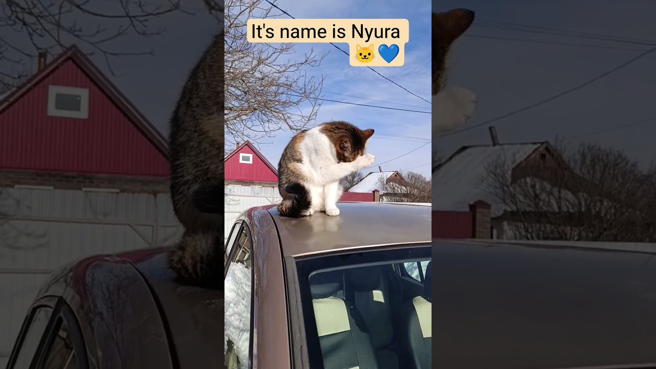 #saveukrain 🙏🙏🙏&hearts;️&hearts;️&hearts;️ Nyura sits on the car 🚗#всебудеукраіна