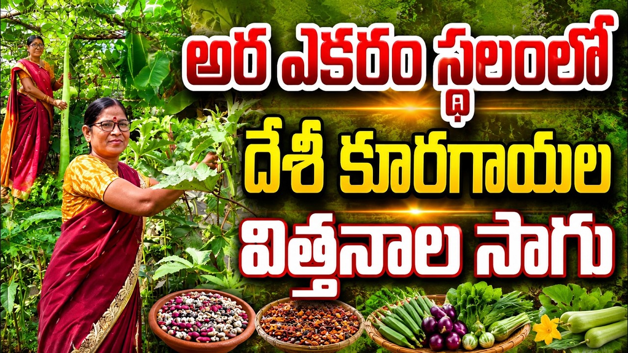 దేశీ కూరగాయల విత్తనాలు సాగు చేస్తున్నా | desi vegetable seeds | bhumiputhra telugu