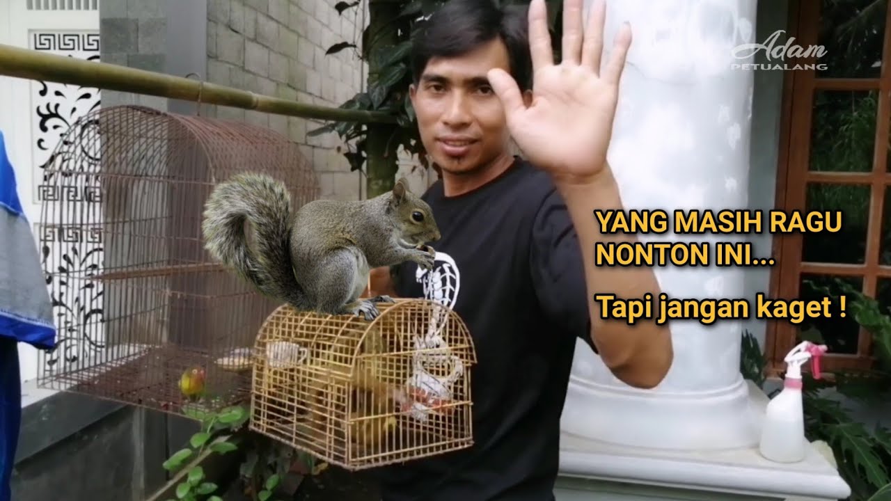 Tupai liar dewasa bisa jinak ⁉️