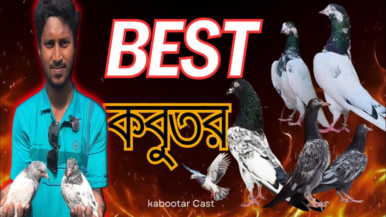 নয়াবাটি খুলনা কবুতর হাট | বাংলাদেশের সবচেয়ে বড় High Flying Pigeon Market | Kabootar Cast