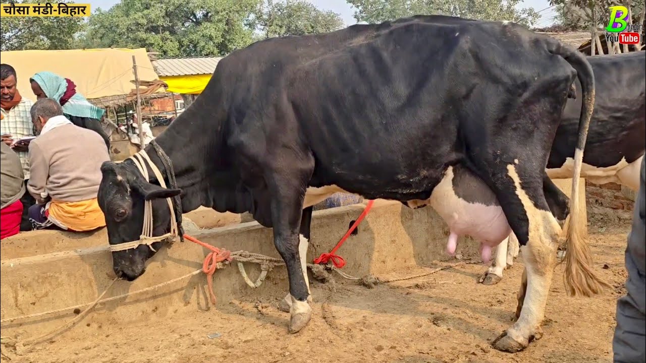 ठंड के वजह से चौसा का मेला मंडी का हाल आज यह रहा थोड़ी गए काम दिखी | Chausa Pashu Mandi | Desi Cow