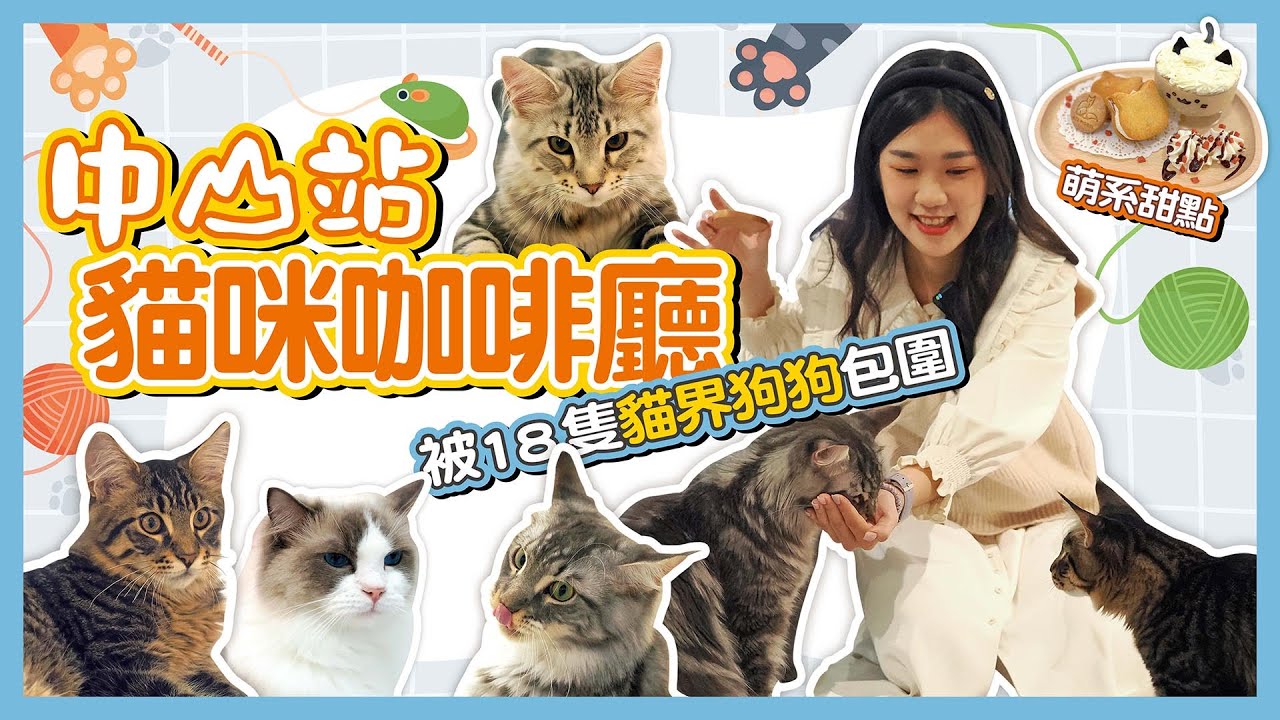 後宮如雲的貓咪咖啡廳「紅玥緬因貓藝廊」    萌度強壓十八羅漢！｜你跟上了沒｜