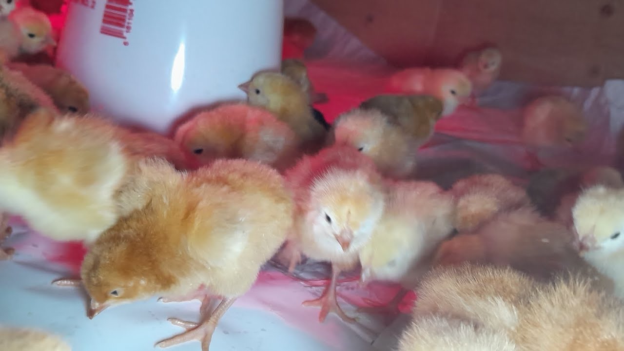 Chicken farming//how we do it