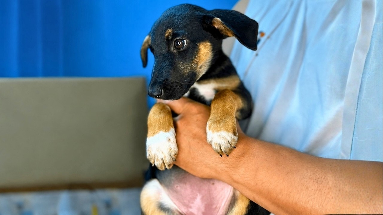 Abandoned Puppy Falls in Love with her Rescuer