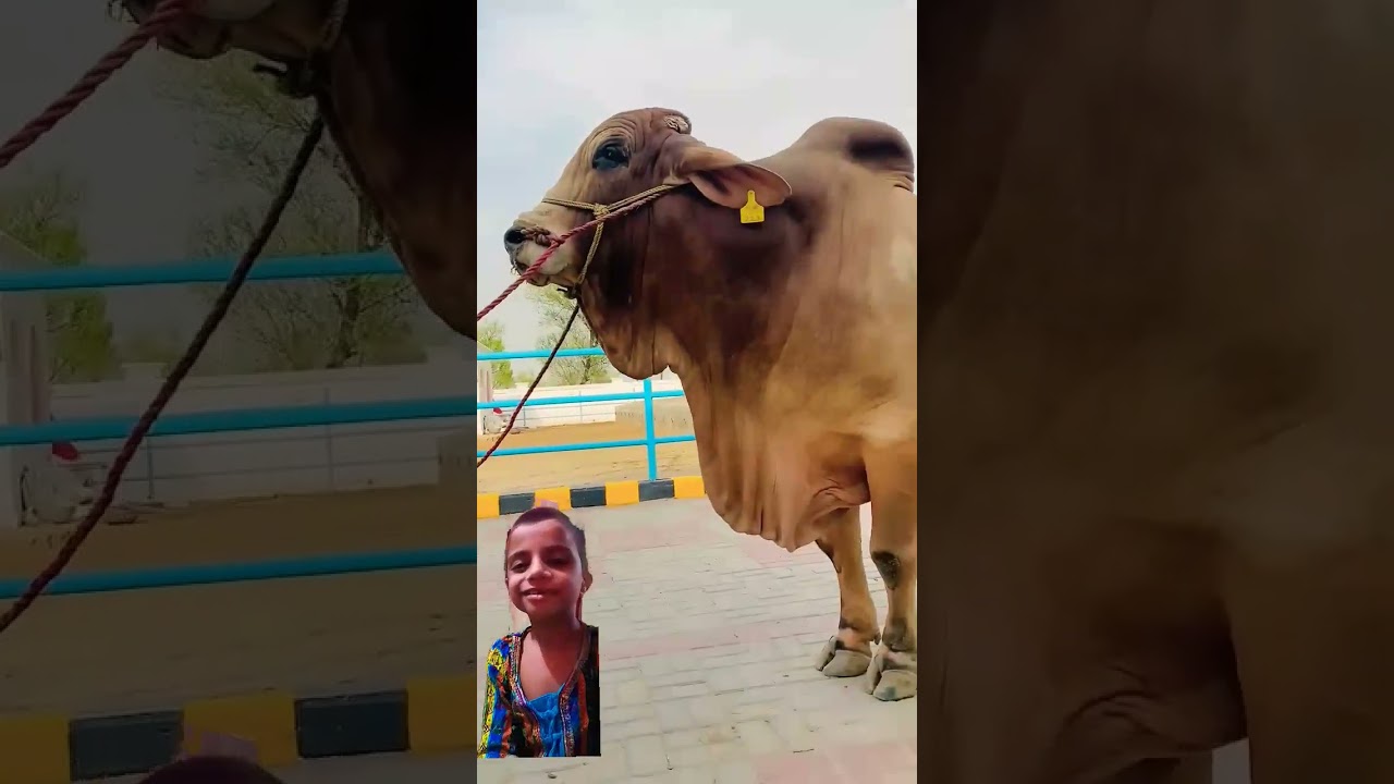 qurbani Ibrahim sunnat#cow #happybakraeid #youtubeshorts