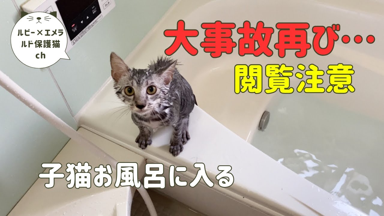 子猫をお風呂に入れたら再び大事故になってしまいました